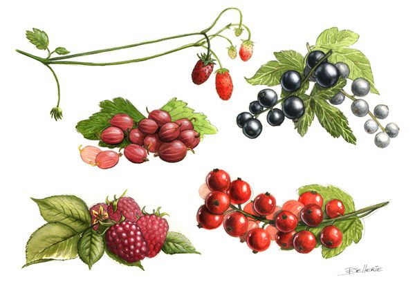 fruits rouges illustration dellerie