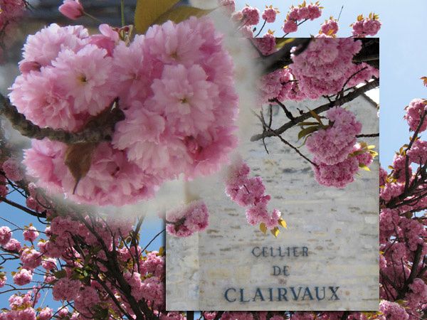 B Cellier