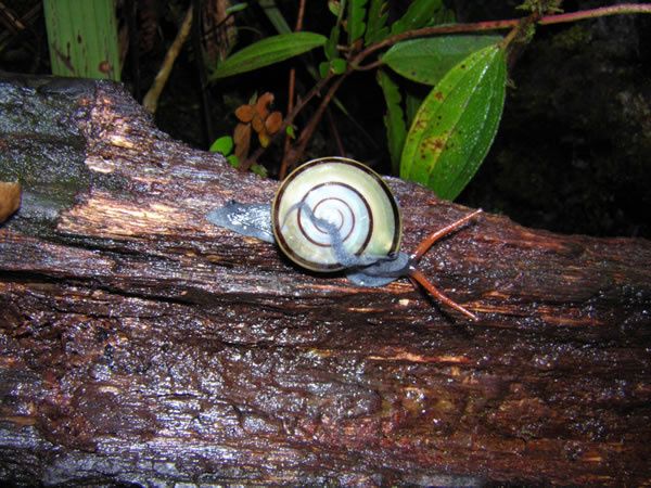 escargot-muluk.jpg