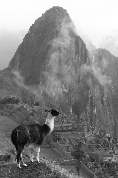 Machu Picchu 5 lama