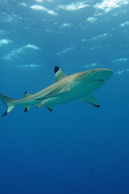 Raiatea Tahaa (43)