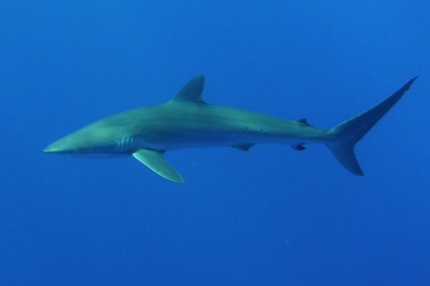 Tuamotu (106)4