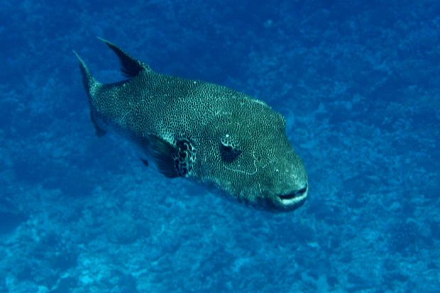 Tuamotu (137)3