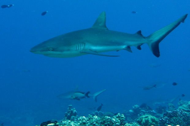 Tuamotu (425)4