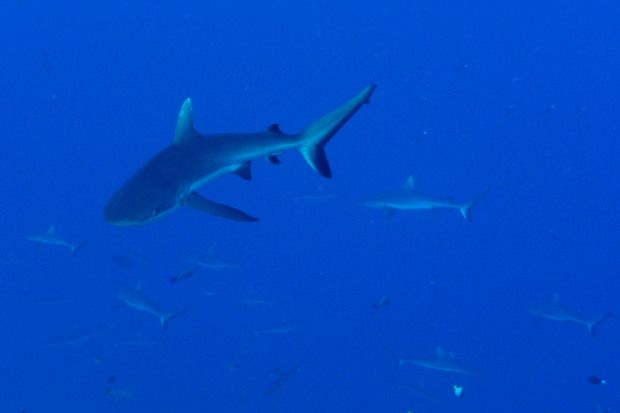 Tuamotu (516)