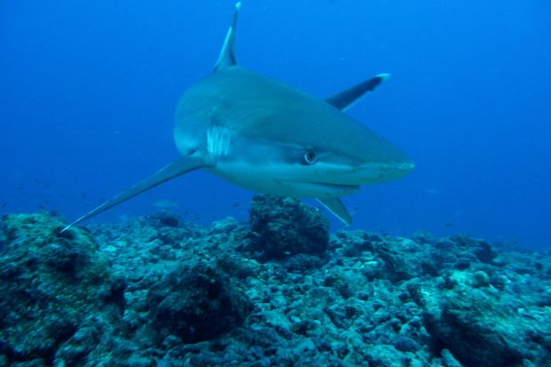 Tuamotu (78)3