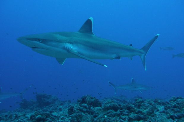 Tuamotu (88)3
