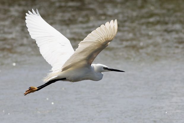 Marais salants Guerande aigrette