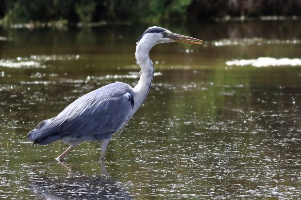 Marais salants guerande Heron cendré