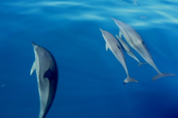 Plongée Moorea5