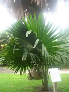 07-07-22-B--b---Talipot.JPG