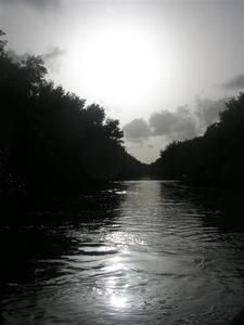07-07-24-Promenade-dans-la-Mangrove--11-.JPG