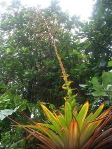 Bromelliac--e-avec-sa-hampe-florale.JPG