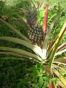 DSCN7987--Small-.JPG
