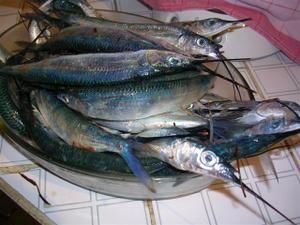 07-12-30-Balaous--1---Small-.JPG