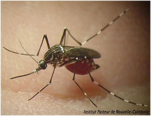 Aedes-aegypti.jpg