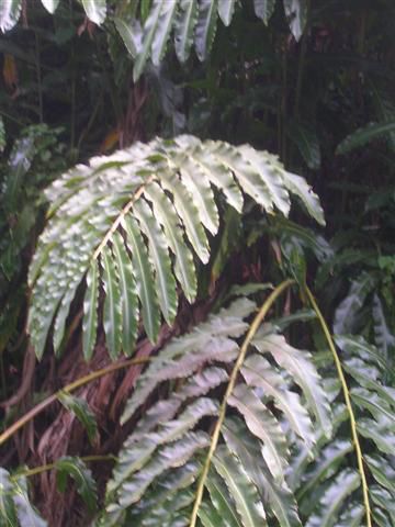 dscn5020-_small_.jpg
