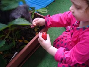 cueillette de fraise de balcon