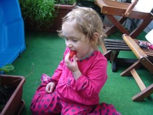 dégustation de fraise de balcon