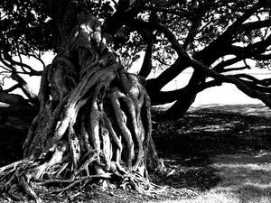 roots-black-twist.jpg