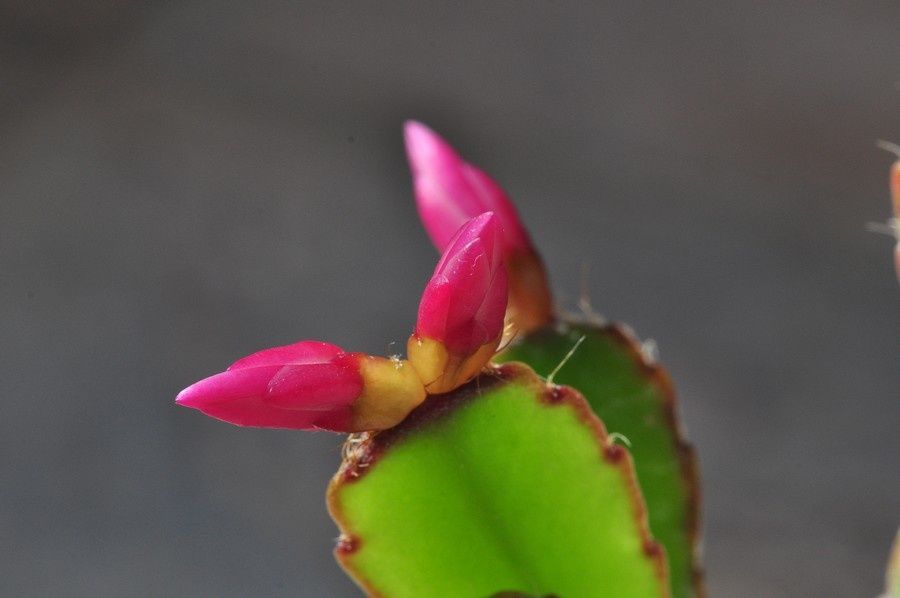 blog-02-2011-2793.JPG