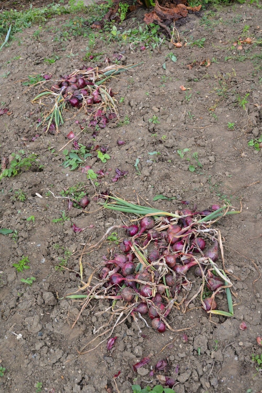 blog4-2012-3042.JPG