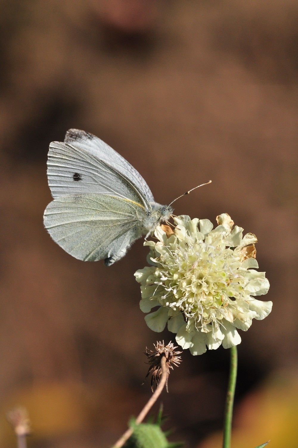 blog4--2011-4022.jpg