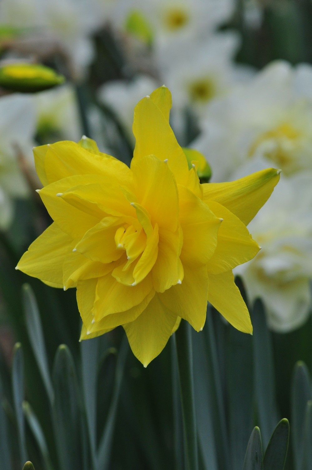blog4.2-2011-1986.jpg