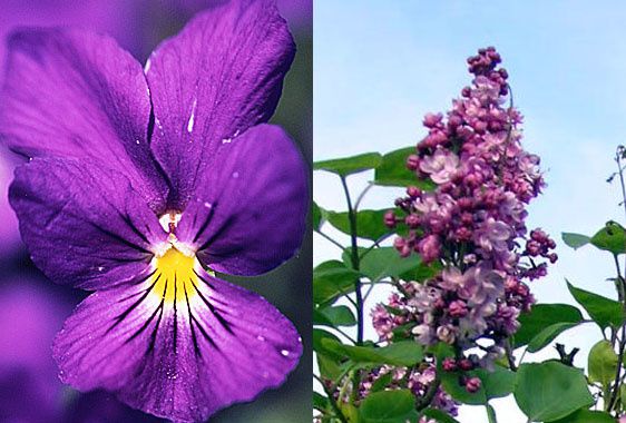 violette-lila.jpg