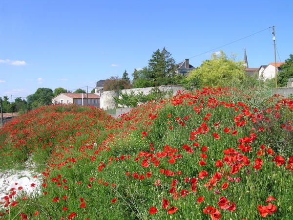 dscn1717.jpg
