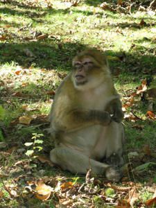 Ce macaque a sa manière de "Magot" pour s'épouiller en groupe... s'épouiller est, chez, eux un acte de civilité qui n'a rien à voir avec les puces que les singes n'ont pas... 