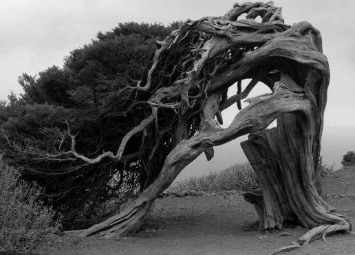 arbre
