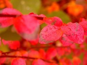 PICT2457-copie-1.JPG