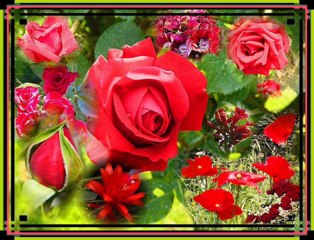 page fleurs rouge
