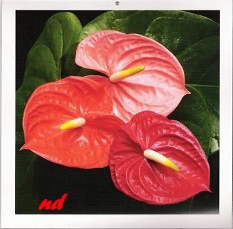 Anthurium-blog.JPG