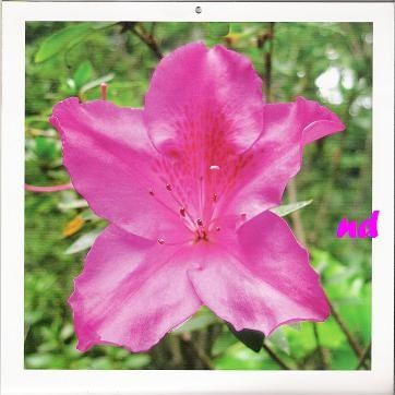 Azalee-septembre-red.JPG