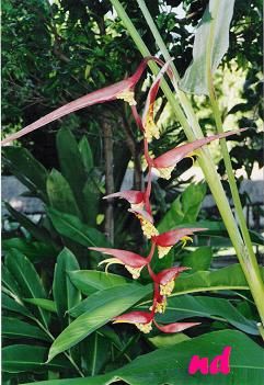 Balisier-Heliconia-red.JPG