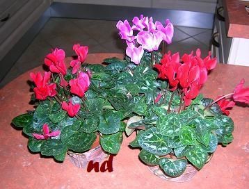 Cyclamens-red.JPG