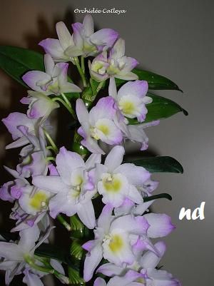 Orchidee Catleya