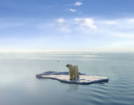 polar-bear-hog-lg.jpg