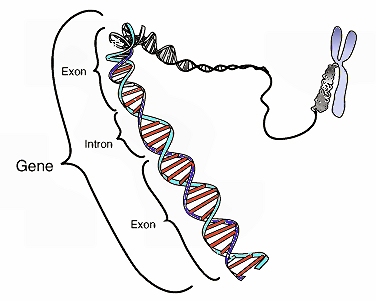 228_intron_exon_gene.png