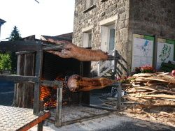 cochon
