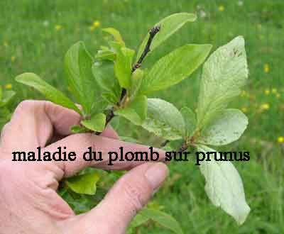 Au Verger de Locmaria : maladie du plomb sur prunier - Société d'Horticulture du Bas-Léon (SHBL)