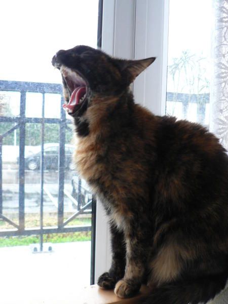 Les chats, c'est rien que des branleurs !