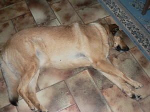 Un convive heureux. Et après on viendra parler d'une terrible "vie de chien"...