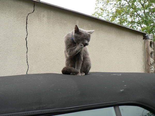 Ici le gardien du parking en plein rapport auprès de sa direction, grâce à un micro savamment dissimulé dans sa toison grise. Impressionnant dispositif de sécurité !