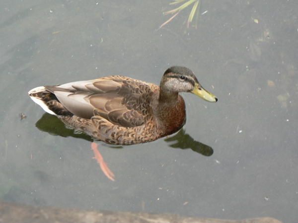 Sur le dessus du bestiau vous pouvez aperçevoir les magrets et devant le gésier. Hum, j'ai faim !