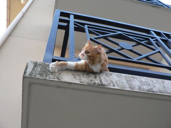 Ici une peluche vivante me demandant de lui faire la courte-échelle pour s'enfuir.