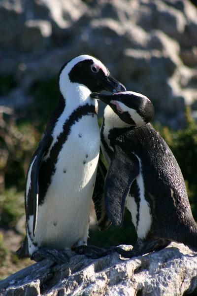 penguin-love.jpg