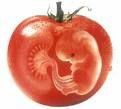 Tomato-embryon.jpg